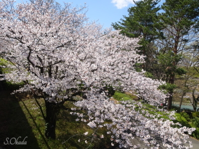 西武遊園地の桜